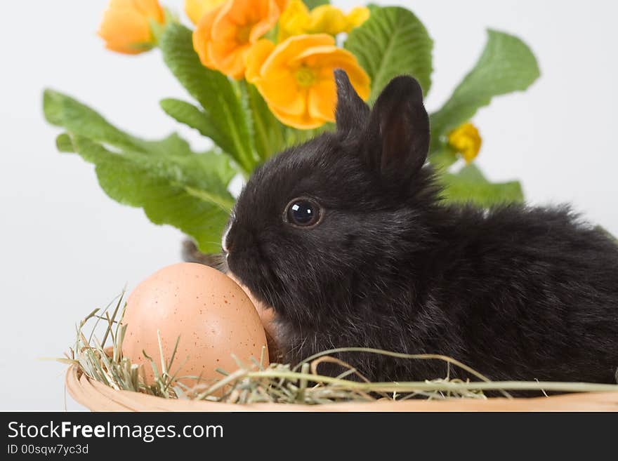 Black bunny and eggs and yellow flowers