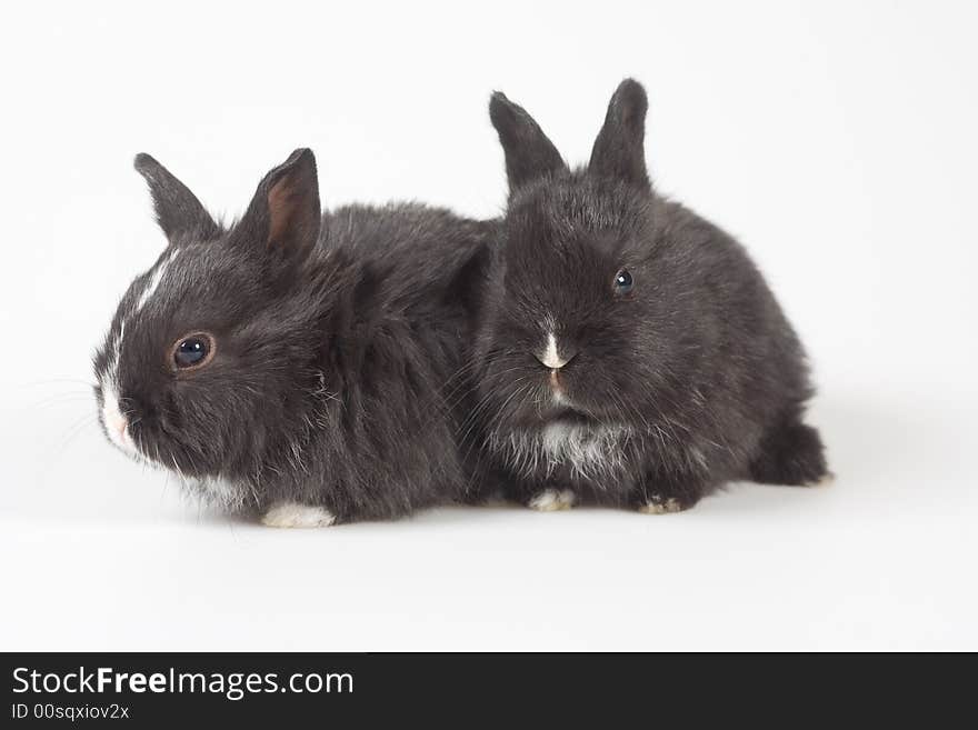 Two black bunny