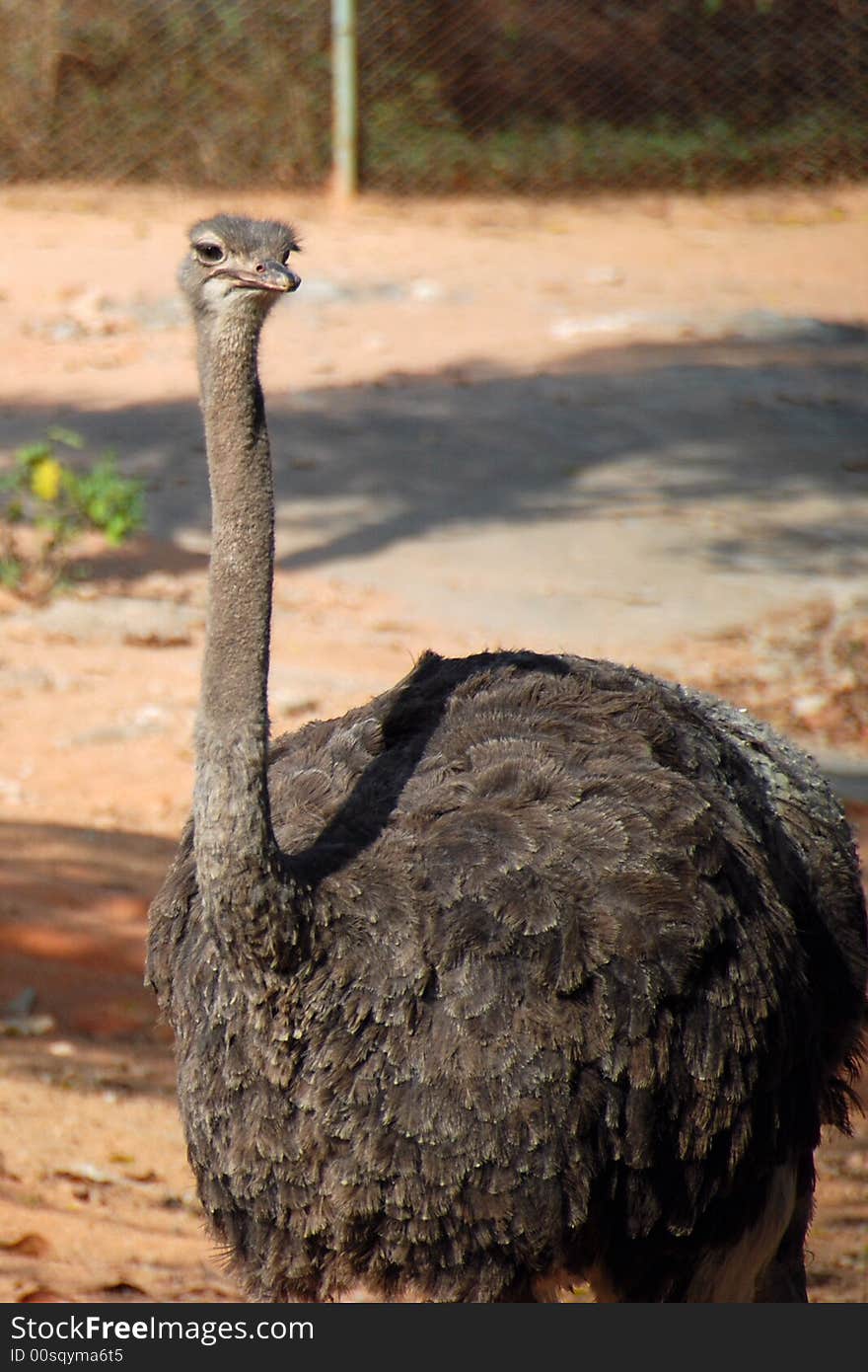 A ostrich in Shenzhen safari park