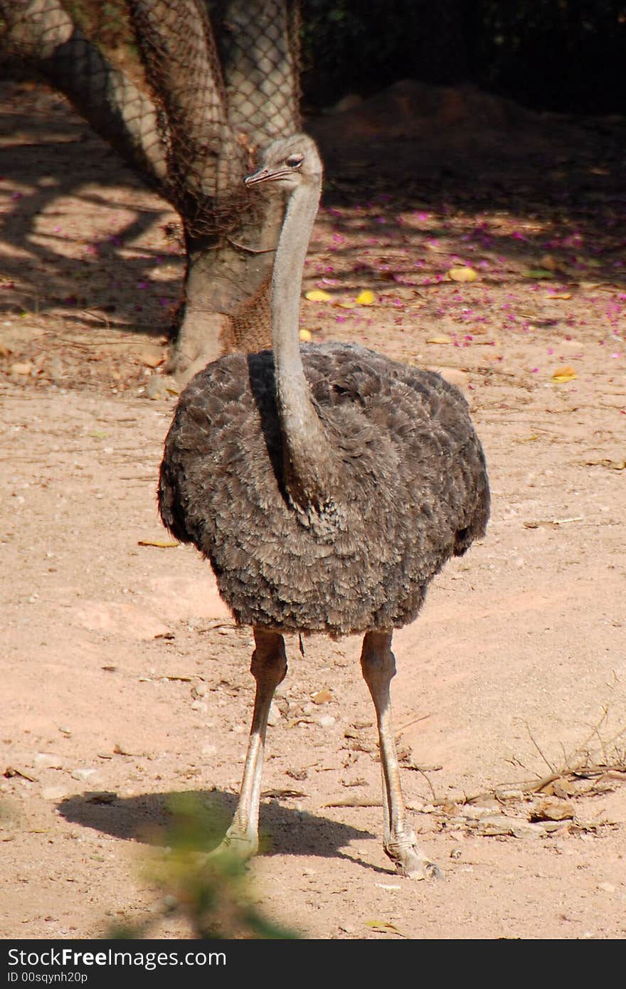 A ostrich in Shenzhen safari park