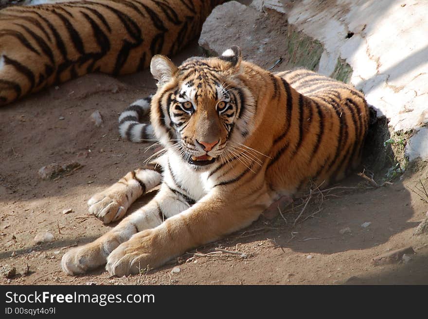 A tiger in Shenzhen safari park