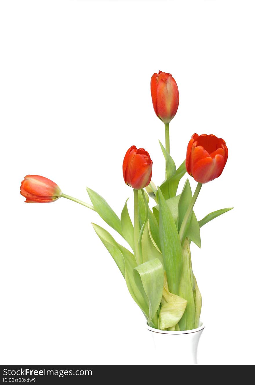 Red tulips isolated on white