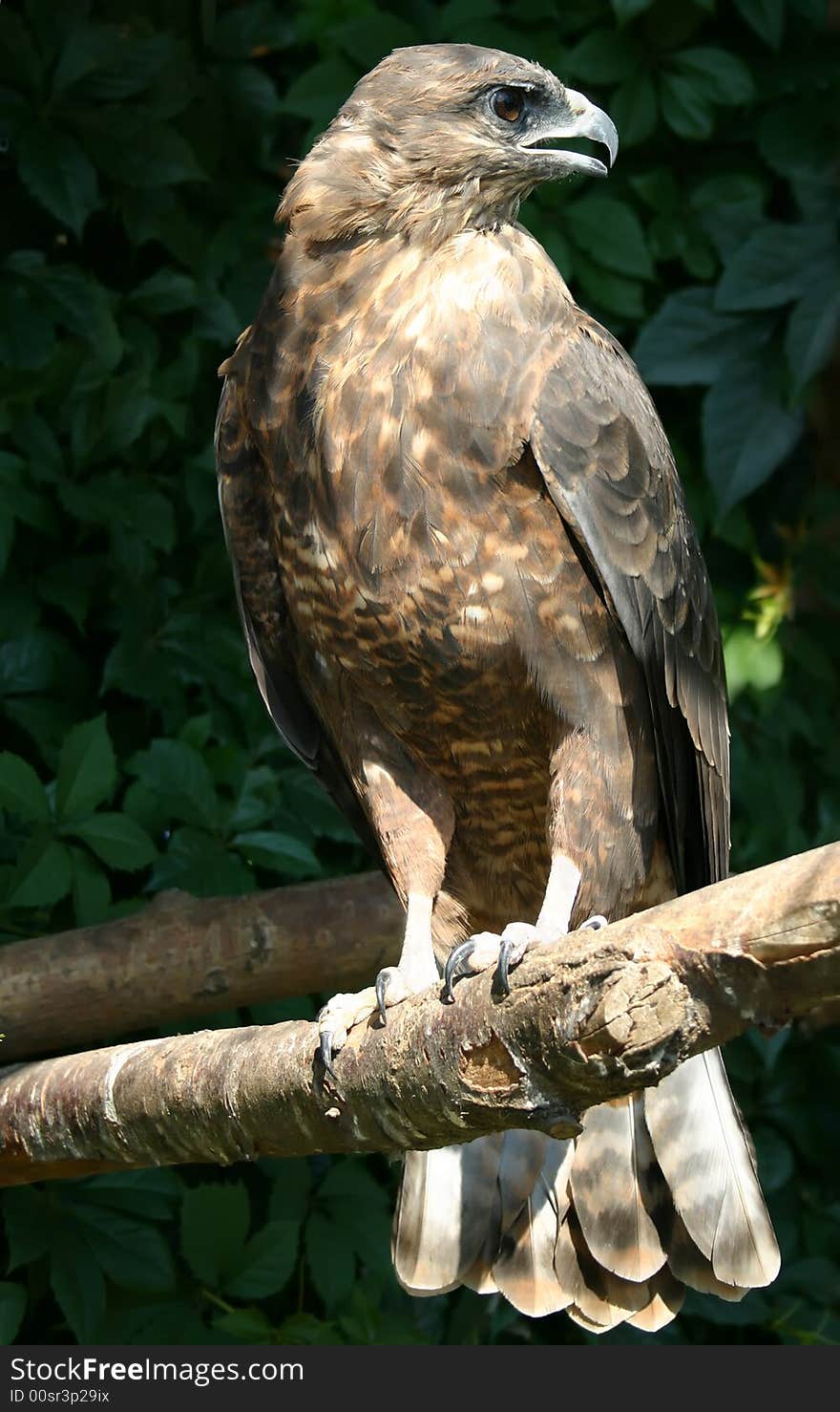 Eagle Sits On Branch