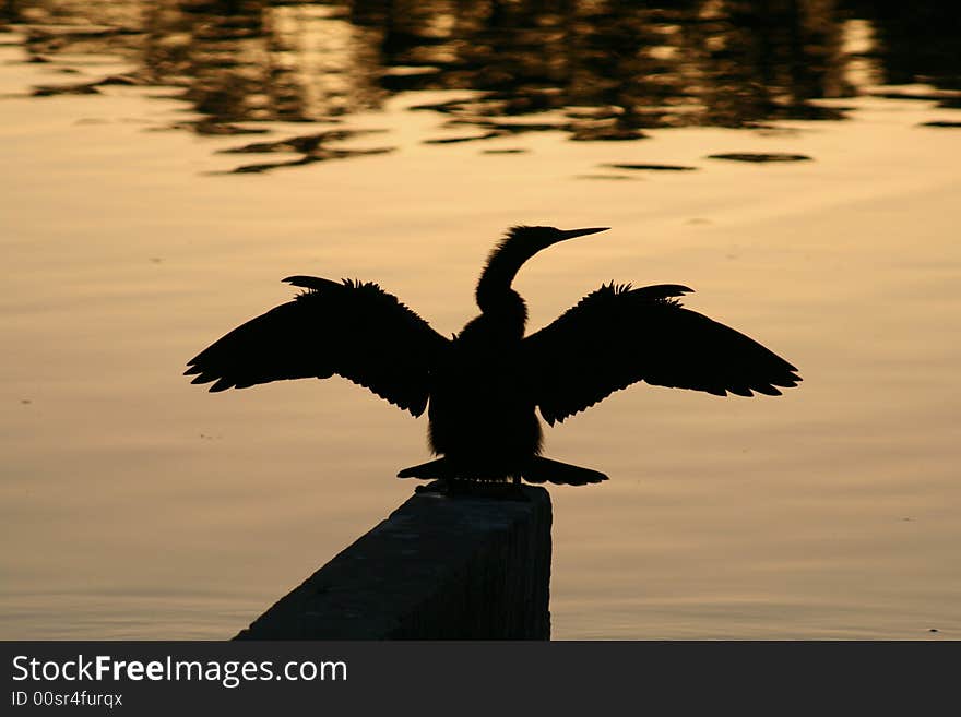 Anhinga Silhouette