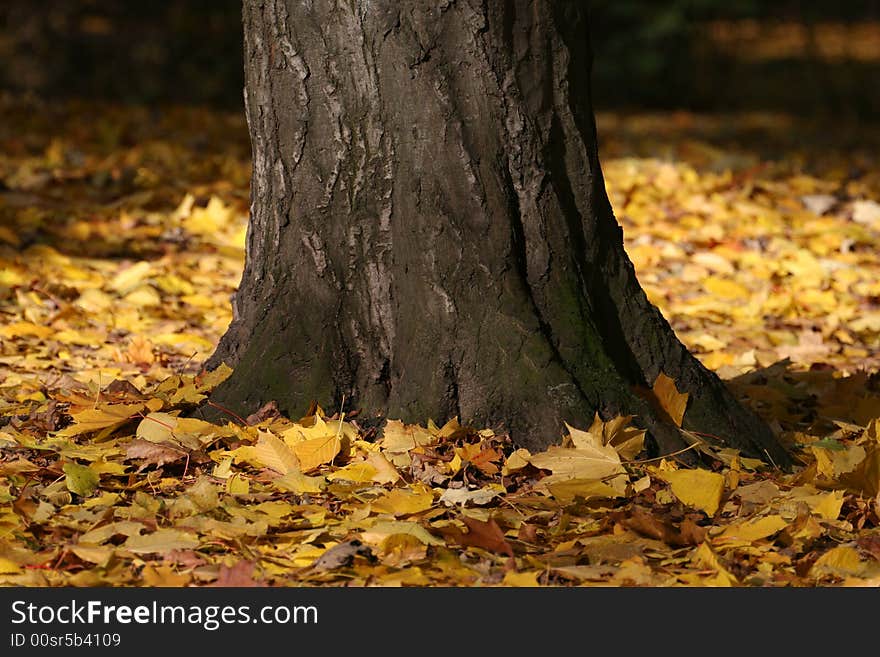 A proud tree looking strong amongst a base of leaves. A proud tree looking strong amongst a base of leaves.