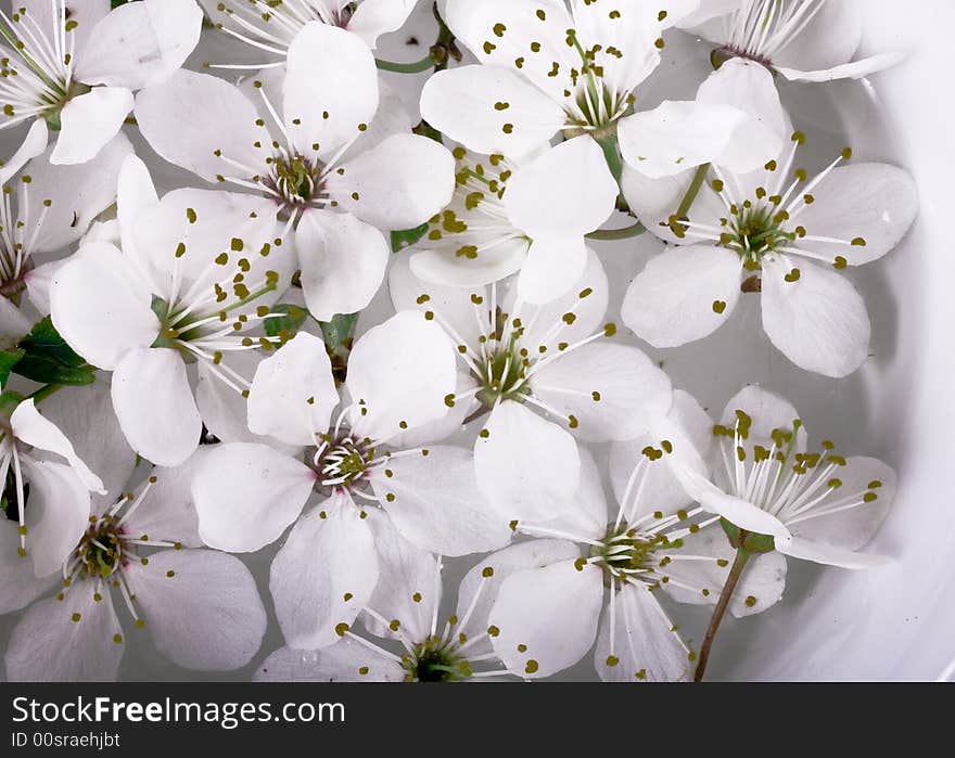 Background whit white spring small apple flower. Background whit white spring small apple flower