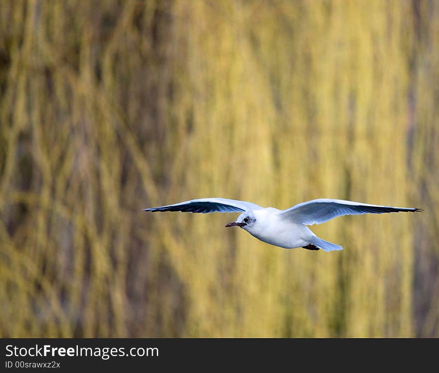 Seagull