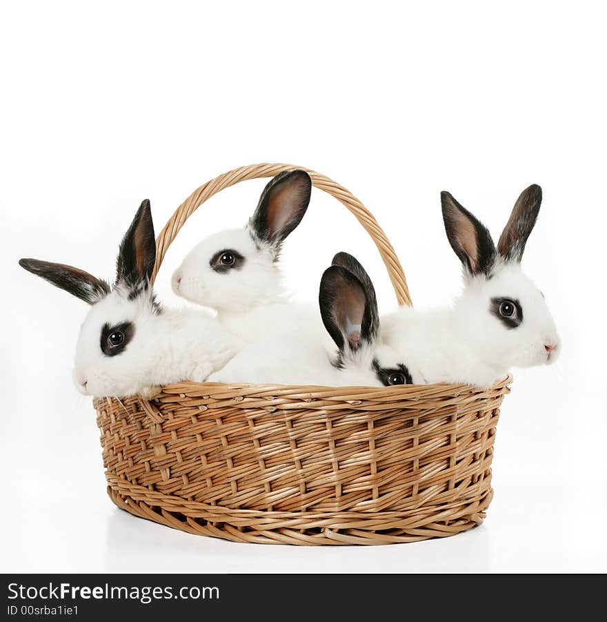 Four cute bunnies in a basket isolated on white