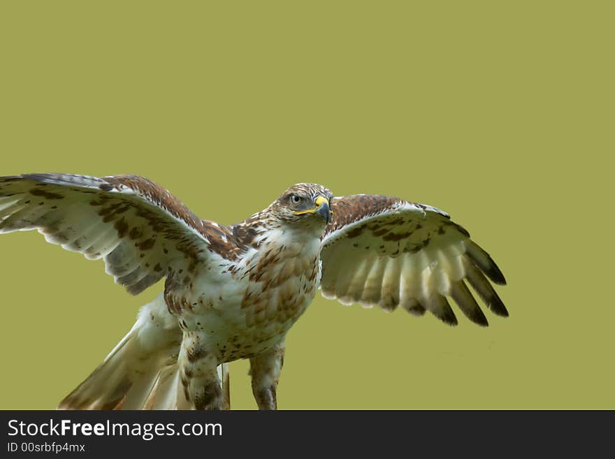 A hawk landing on a prey item. A hawk landing on a prey item