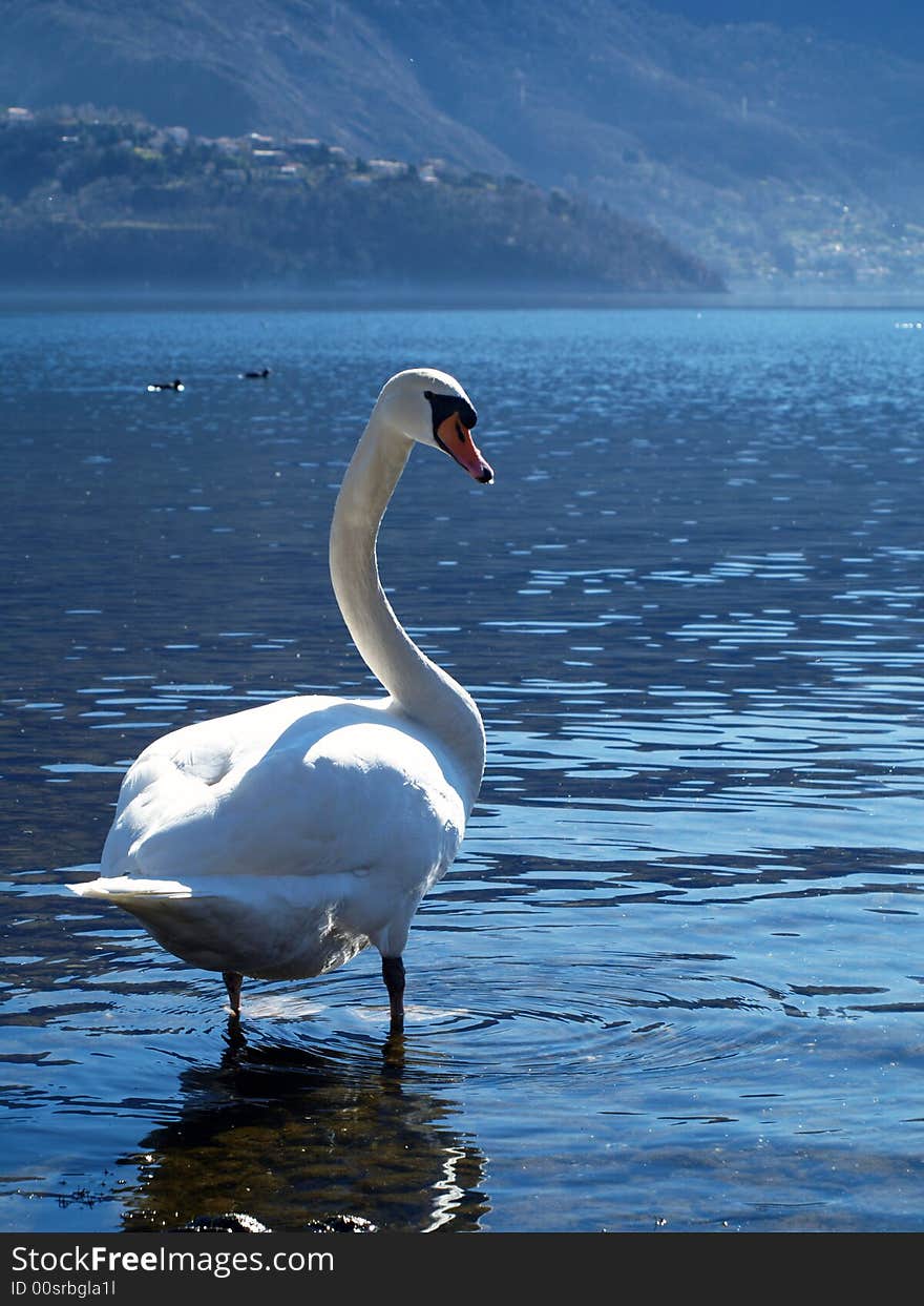 Portrait of a swan lake como - italy. Portrait of a swan lake como - italy