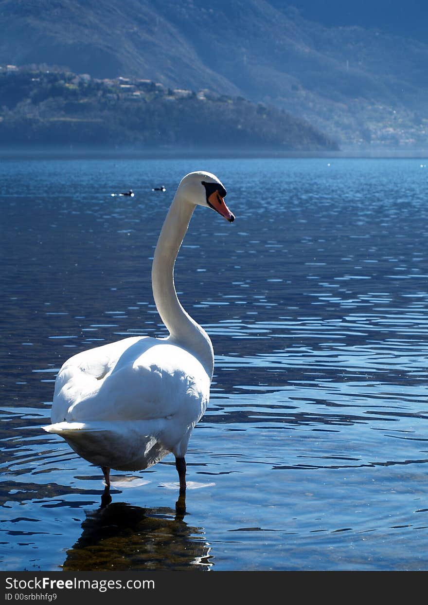 Swan swimming in the lake Como - italy