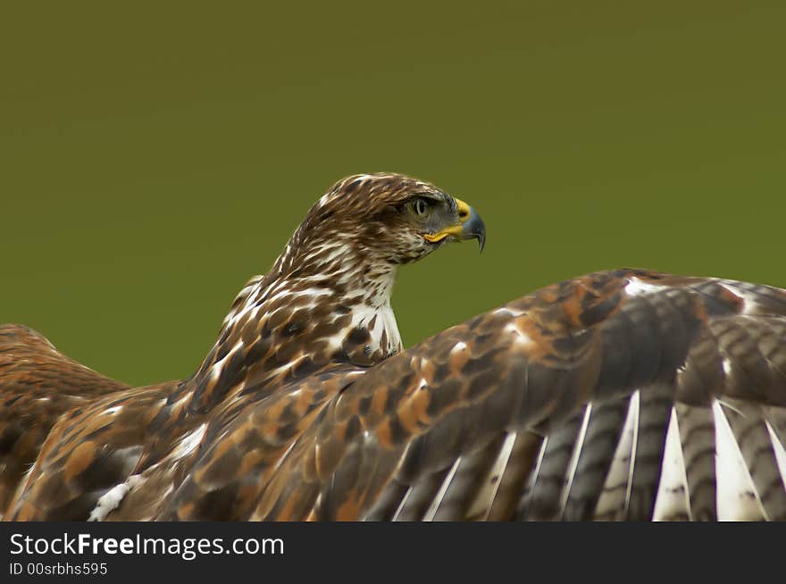 Close up of Bird of Prey. Close up of Bird of Prey