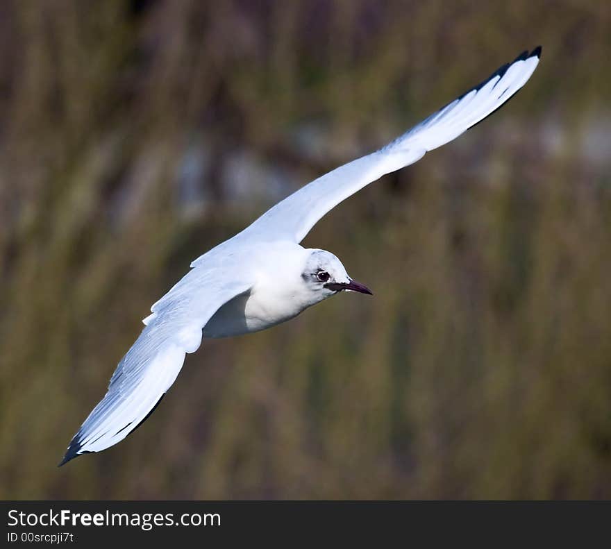 Photograph of a flying seagull