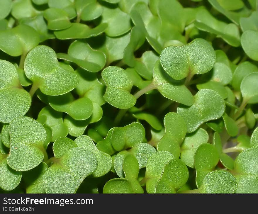 Water cress