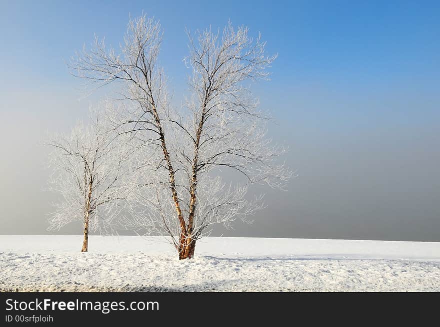 Winter landscape with bare trees and fog. Winter landscape with bare trees and fog