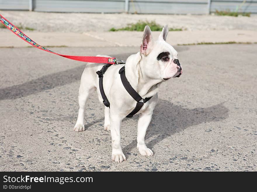 Young puppy goes for a walk on a sunny day