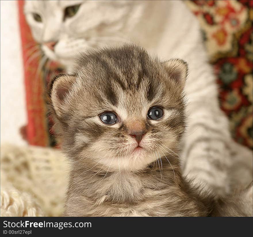 Small kitten in the embrace of Mom. Small kitten in the embrace of Mom