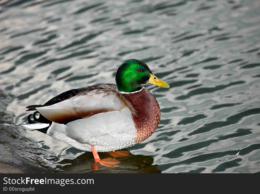 Photograph of  mallard in water