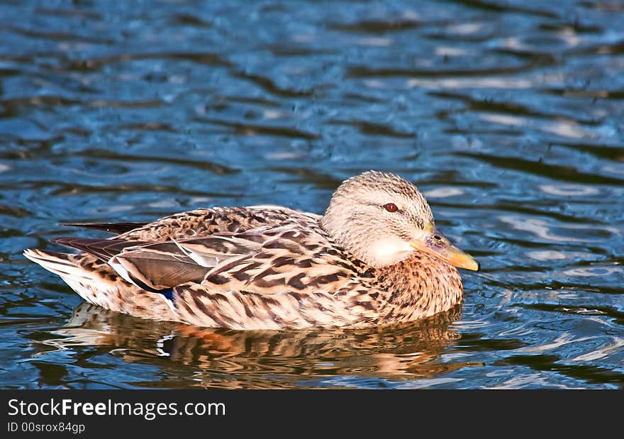 Mallard