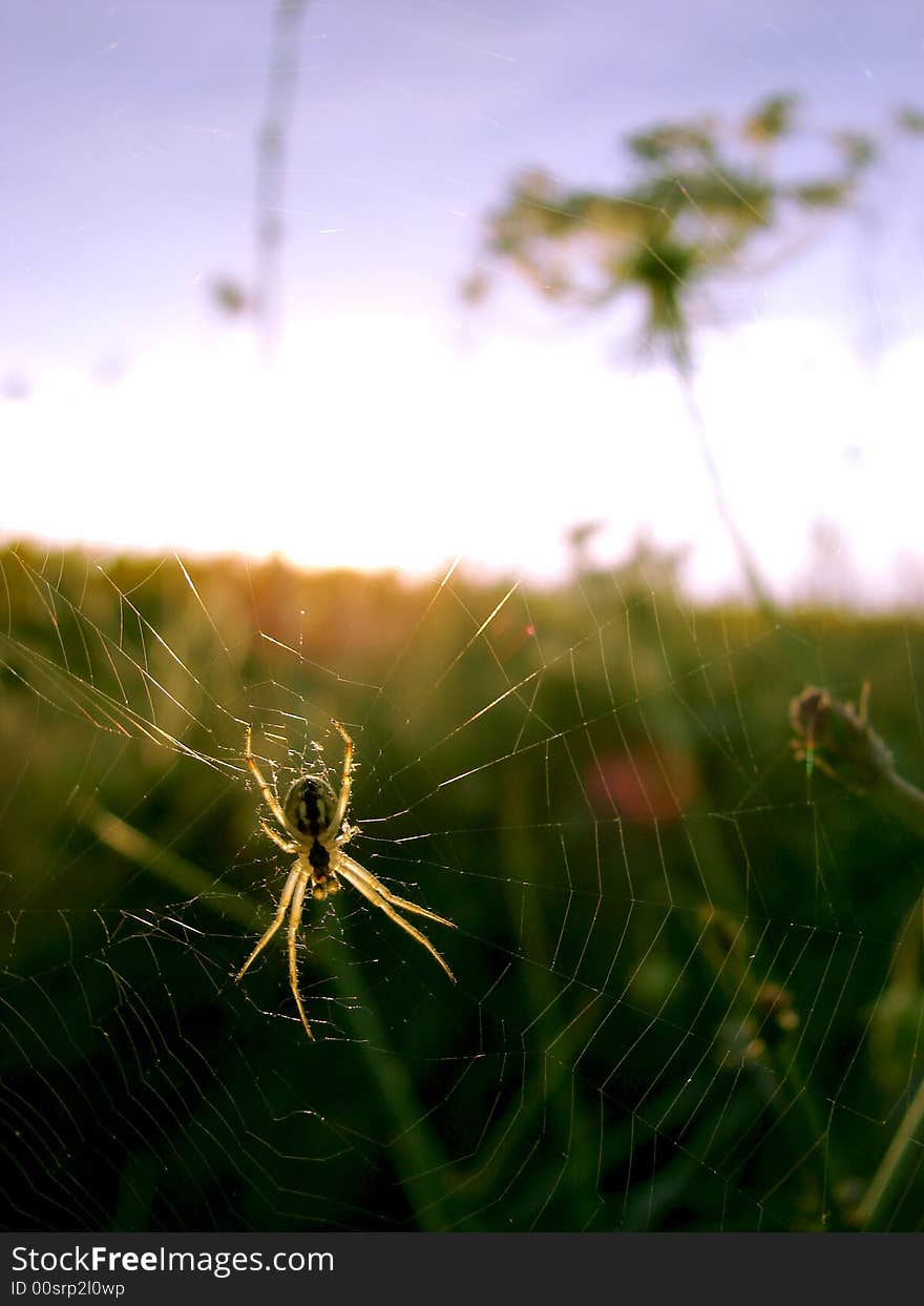 Spider web in sunflower field. Spider web in sunflower field