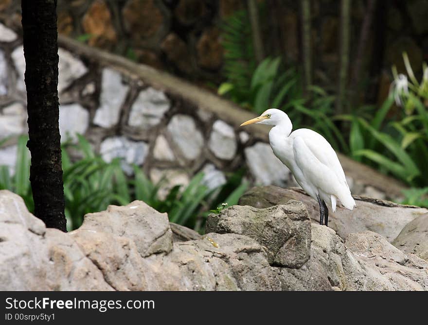 Nice Portrait of white bird