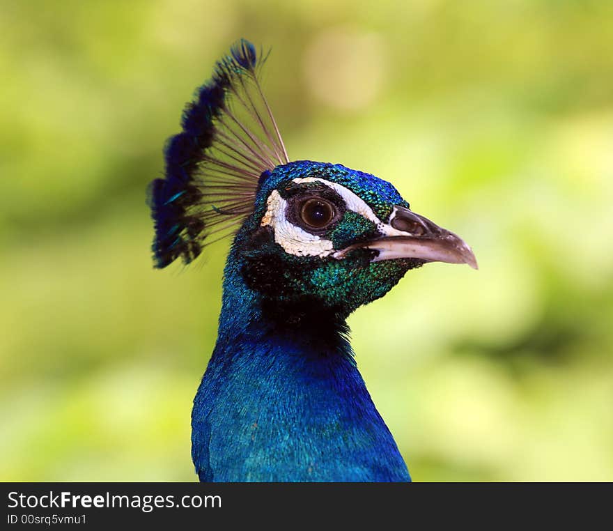 Nice peacock porpait on gren background