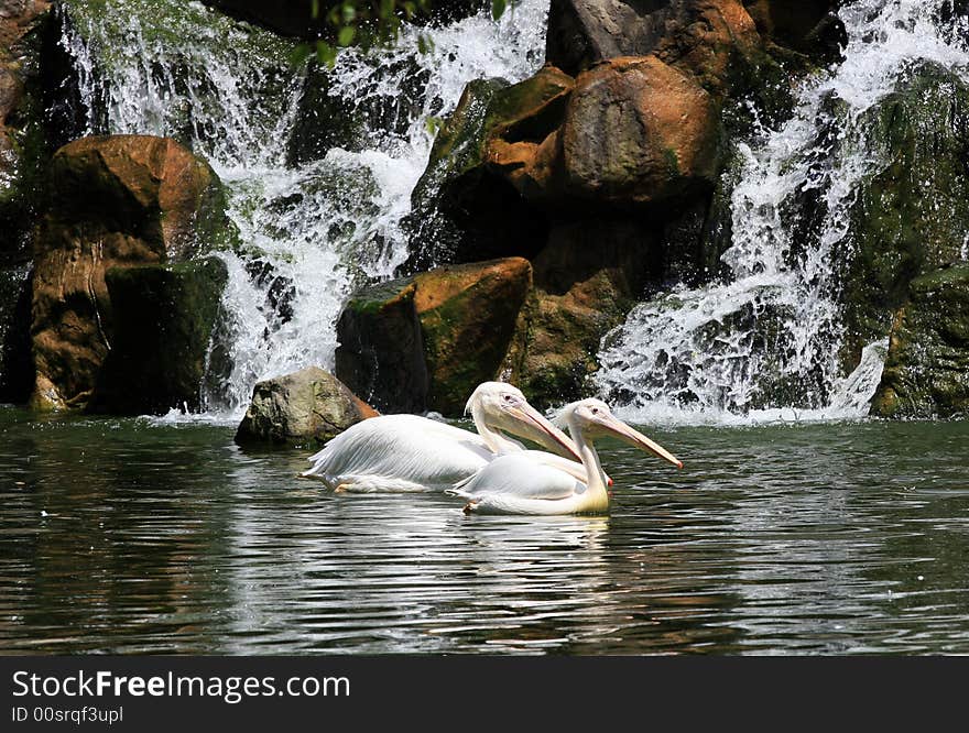 Pelican couple on the water against waterfall