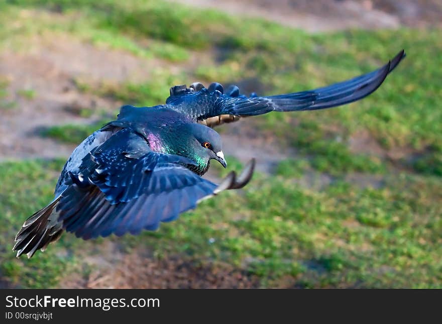 LPhotograph of a anding pigeon. LPhotograph of a anding pigeon