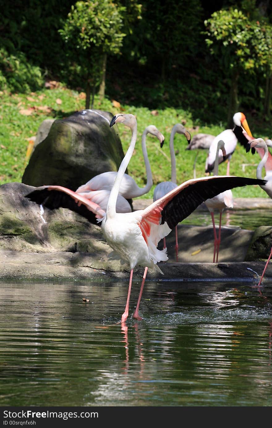 Flamingo portrait on the water