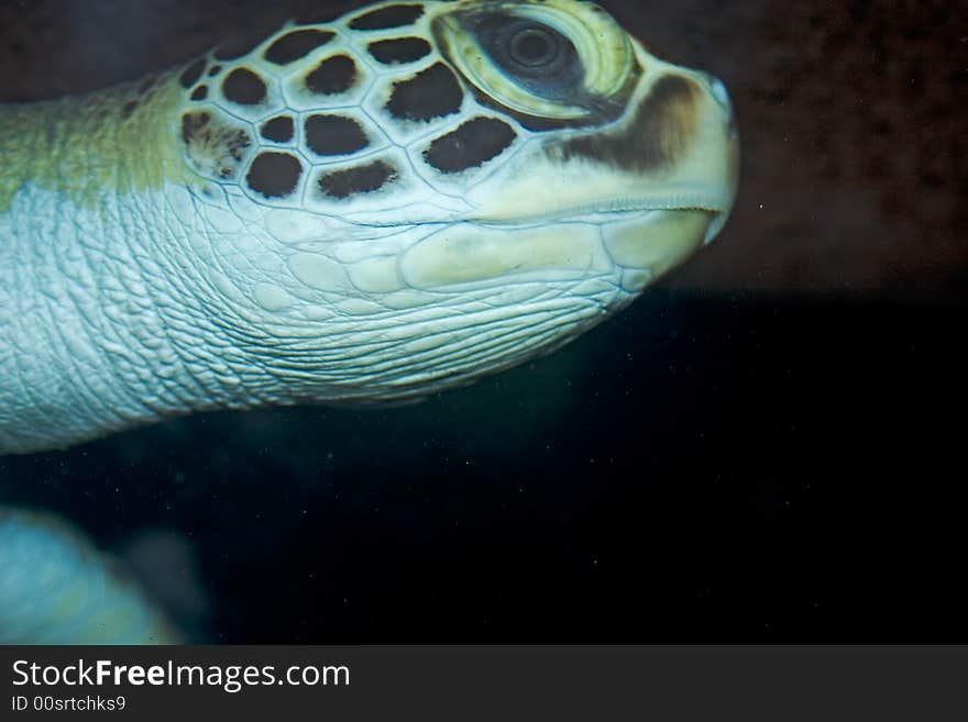 Turtle in the red sea