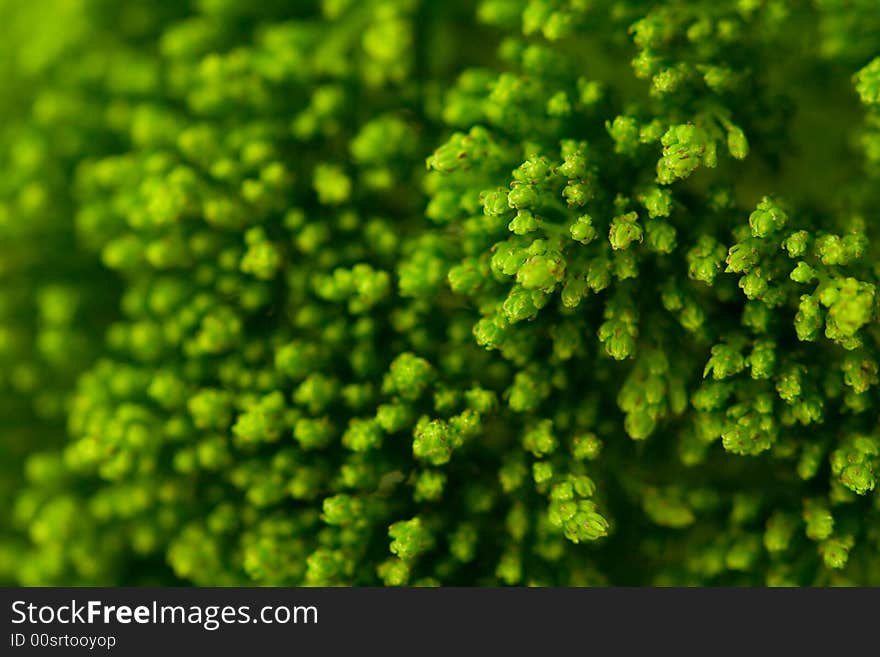 Inflorescence Macro