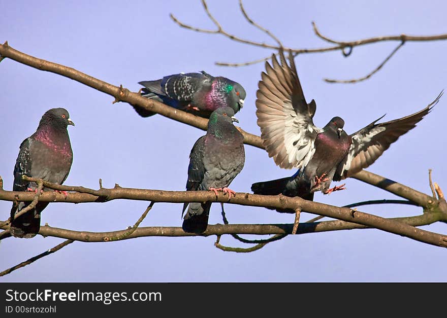 Photograph of Pigeons on the branch