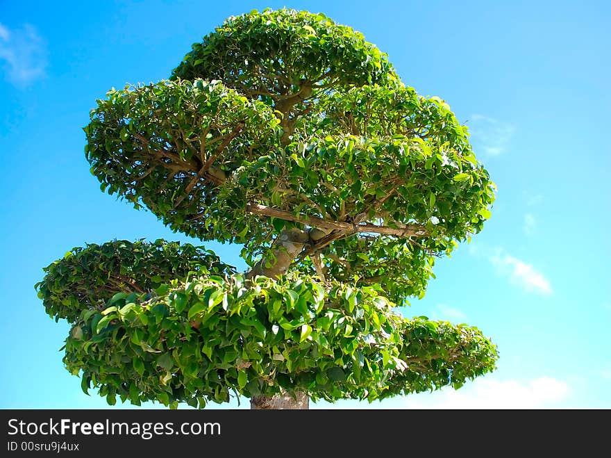 Tree in garden - the view from below. Tree in garden - the view from below