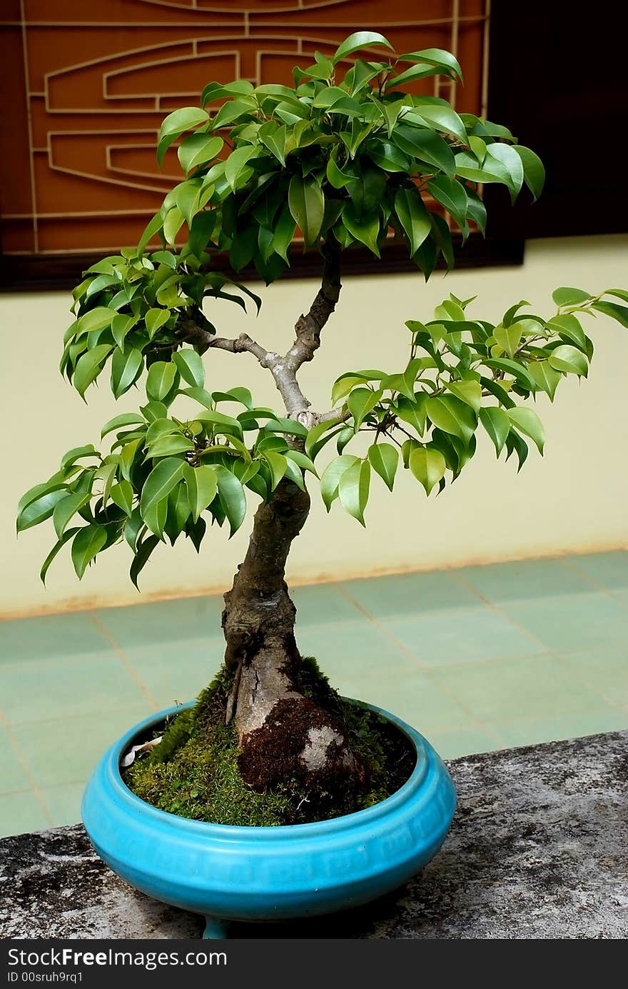 Dwarf tree