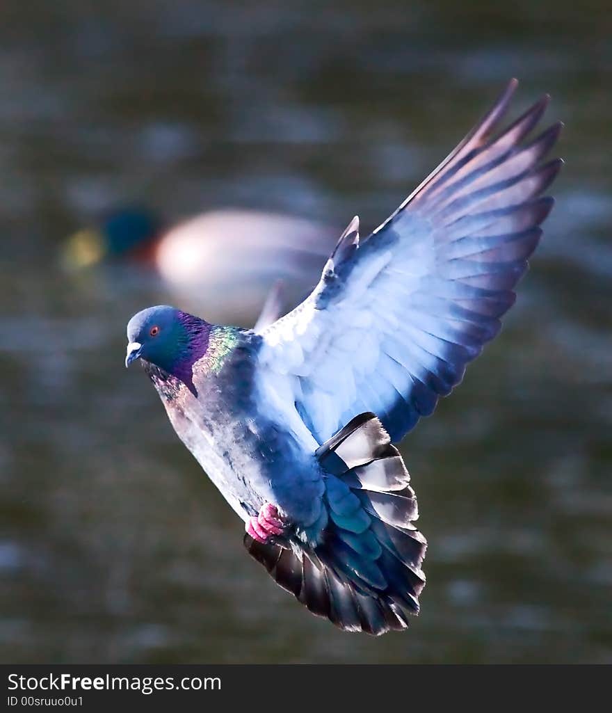 LPhotograph of a landing pigeon