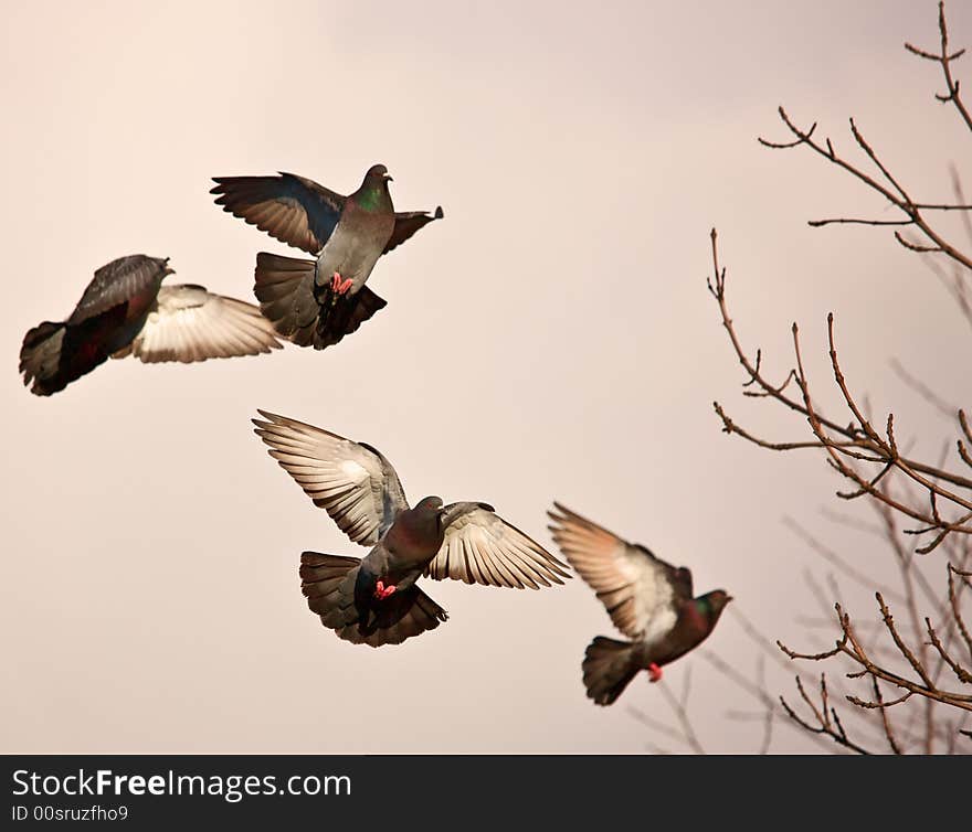 Photograph of a landing pigeons