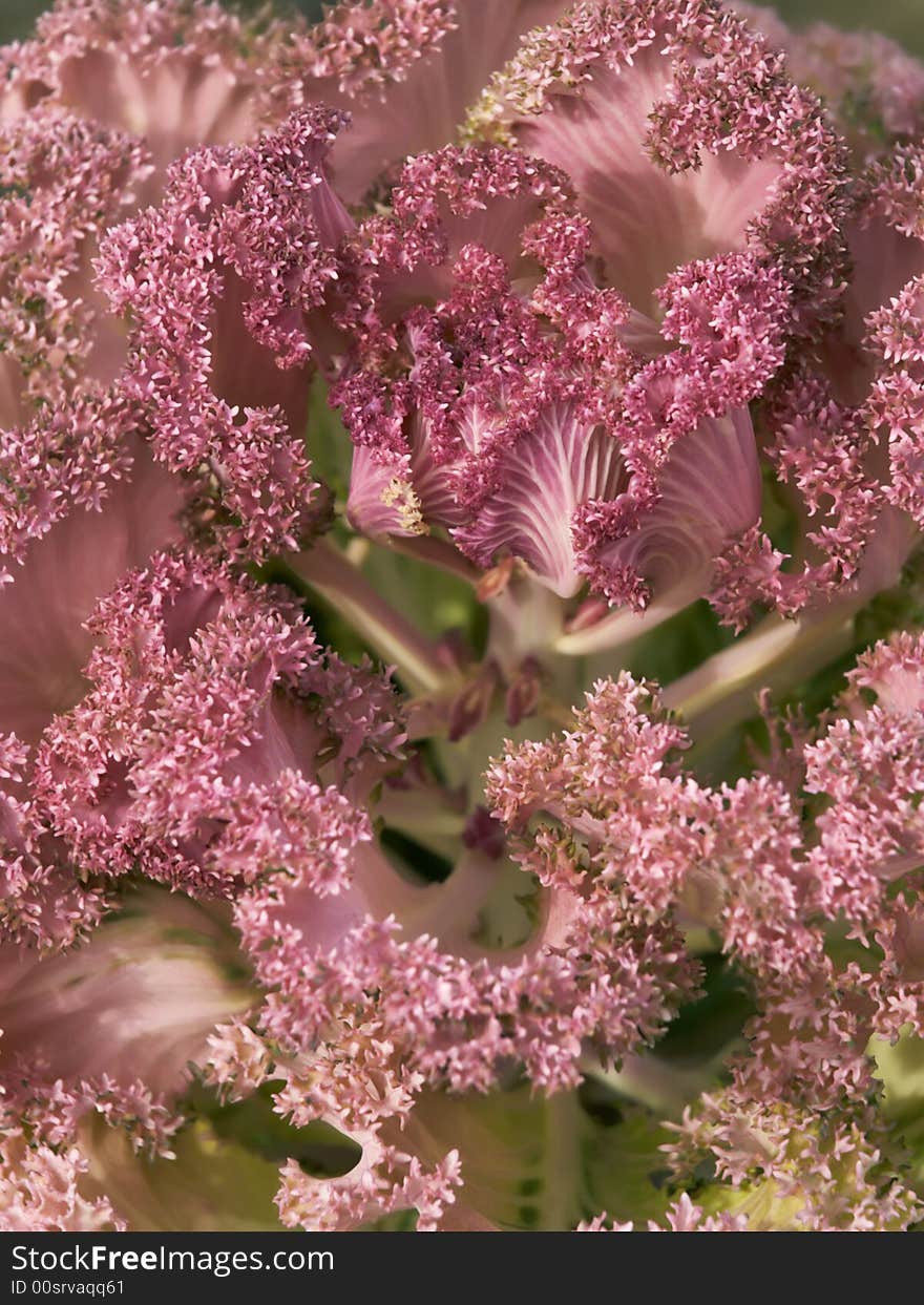 Decorative purple cabbage as background. Decorative purple cabbage as background