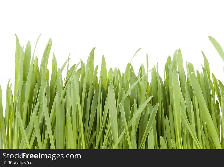 Green grass isolated on a white background