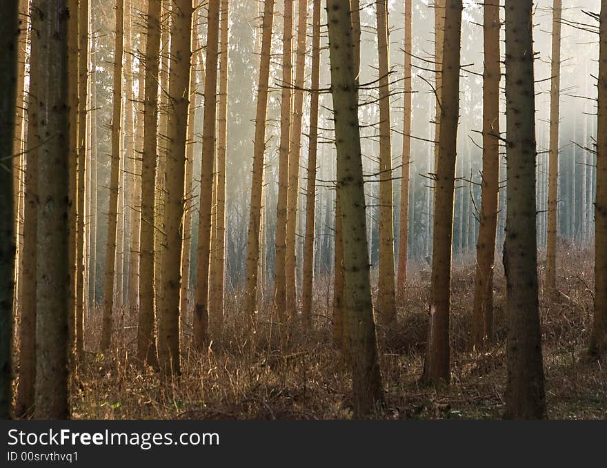 Sunlight in a moody winter forest