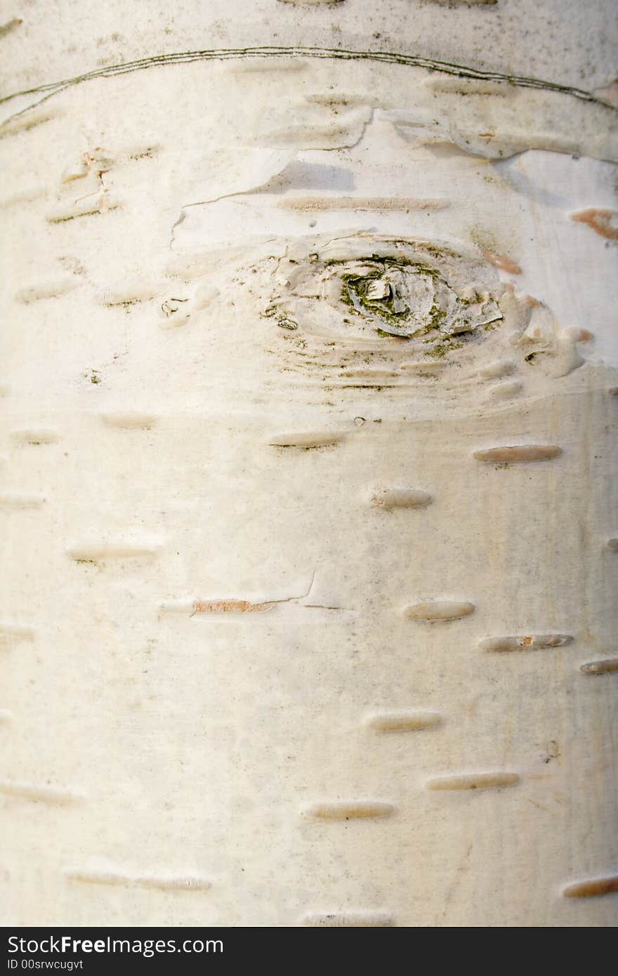Close-up of a tree bark