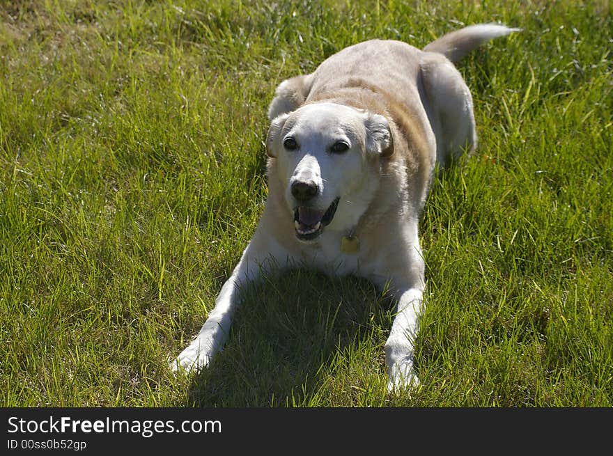 A dog sitting in the grass, waiting to play.