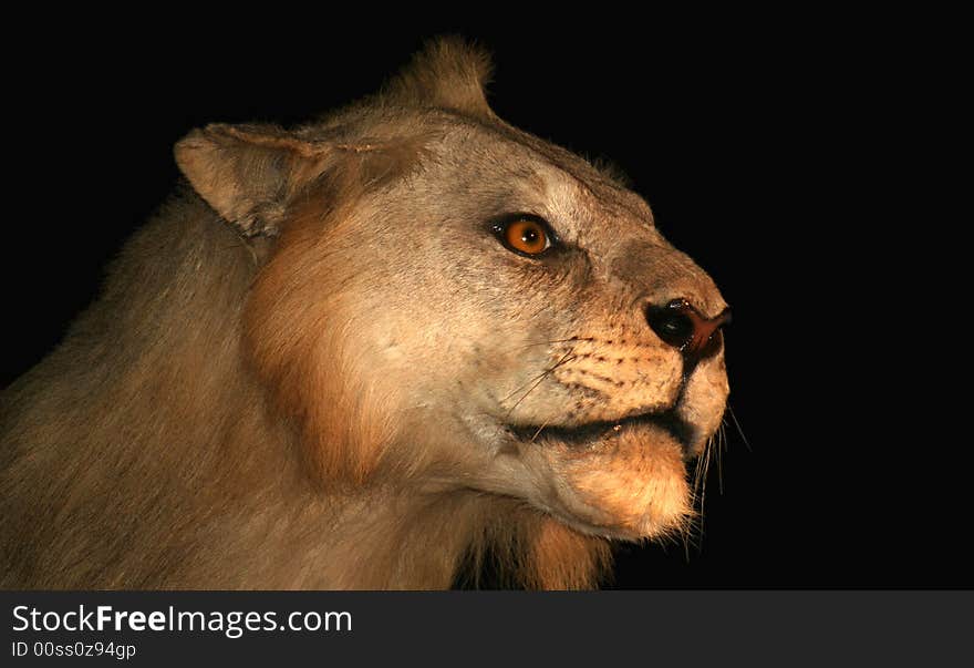 A young male African lion, alert in the inky darkness, watching for prey. A young male African lion, alert in the inky darkness, watching for prey