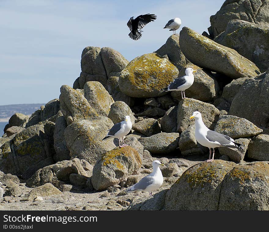 Several seagulls sit on the rocks while a black bird lands. Several seagulls sit on the rocks while a black bird lands.