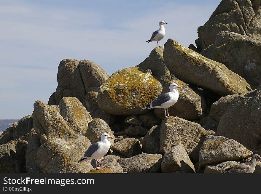 Three seagulls sit on the rocks near the ocean. Three seagulls sit on the rocks near the ocean.