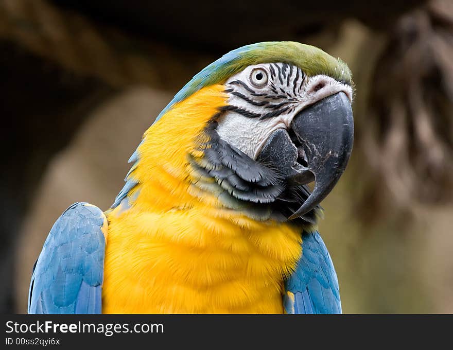 An alert Blue and Gold Macaw