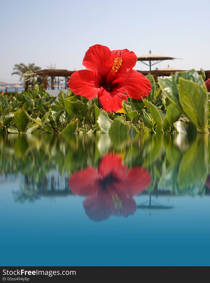 Red flower on water, beach resort, illustration