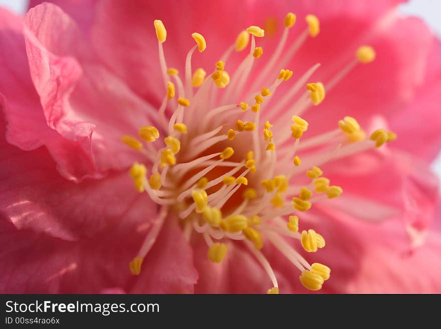 Plum blossom