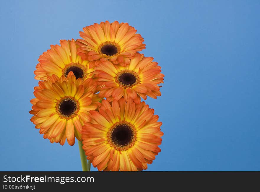 Five orange and yellow gerbera daisies. Five orange and yellow gerbera daisies.