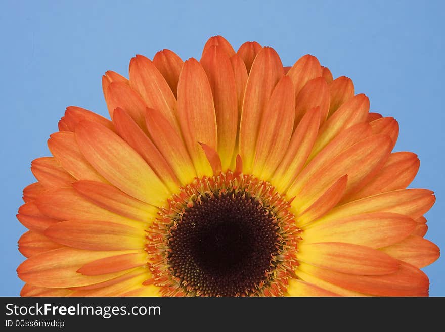 As bright as the sun, an orange and yellow gerbera close up. As bright as the sun, an orange and yellow gerbera close up.