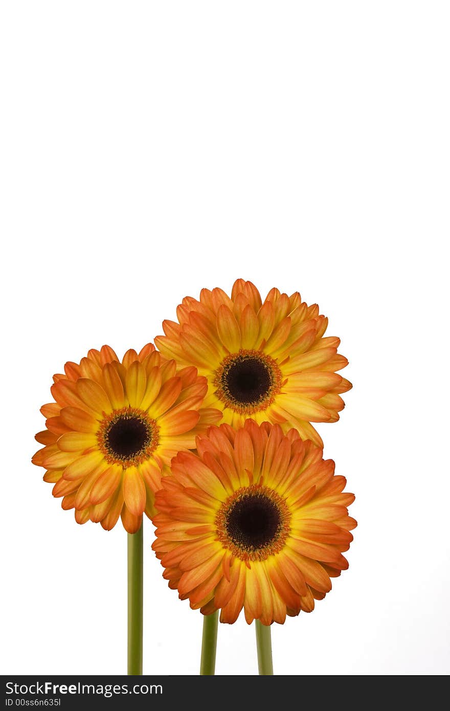 Three cheery yellow and orange gerbera daisies. Three cheery yellow and orange gerbera daisies.